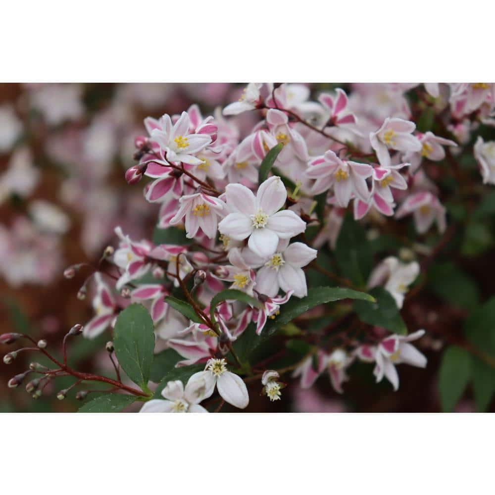 4.5 in. Quartz Yuki Kabuki Deutzia (Deutzia x) Live Flowering Shrub with Pink and White Flowers - Hercitys