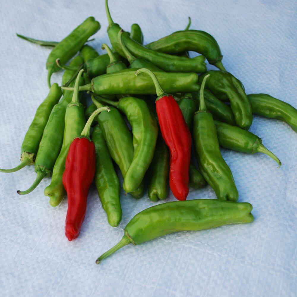 2.5 in. Chile Pepper Shishito Plant (3-Pack) - Hercitys