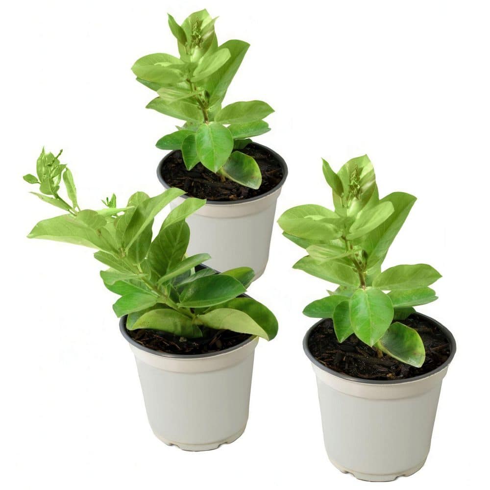 4 in. Mandevilla Plant American Celebration Collection (3-Pack) - Hercitys