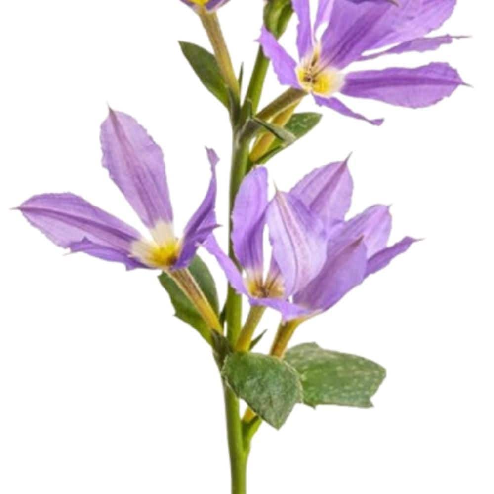 4.25 in. Eco+ Grande Stardiva Blue Fan Flower (Scaevola Aemula) Live Annual Plant with Blue Flowers 4-Pack - Hercitys