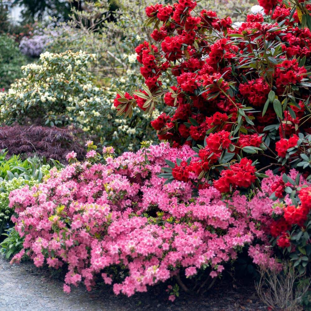 2.5 Quart Azalea ‘Pink Ruffle’ Flowering Shrub with Pink Flowers - Hercitys