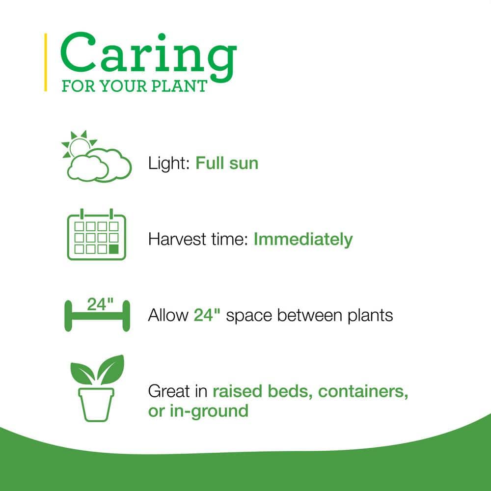 2.32 Qt. Lemongrass, Live Plant - Hercitys