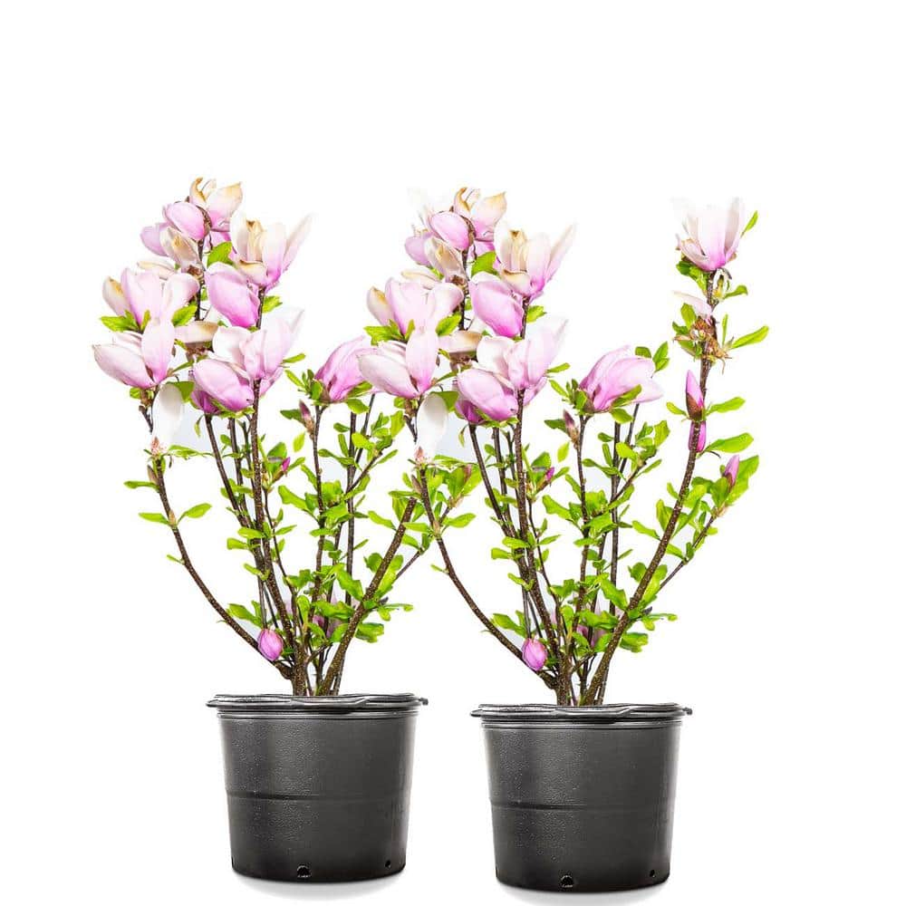 3 Gal. Jane Magnolia (2-Pack) - Hercitys