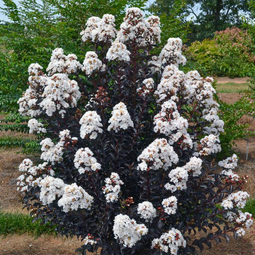 2 Gal. Lunar Magic Crape Myrtle Flowering Shrub with Dark Leaves and White Flowers - Hercitys