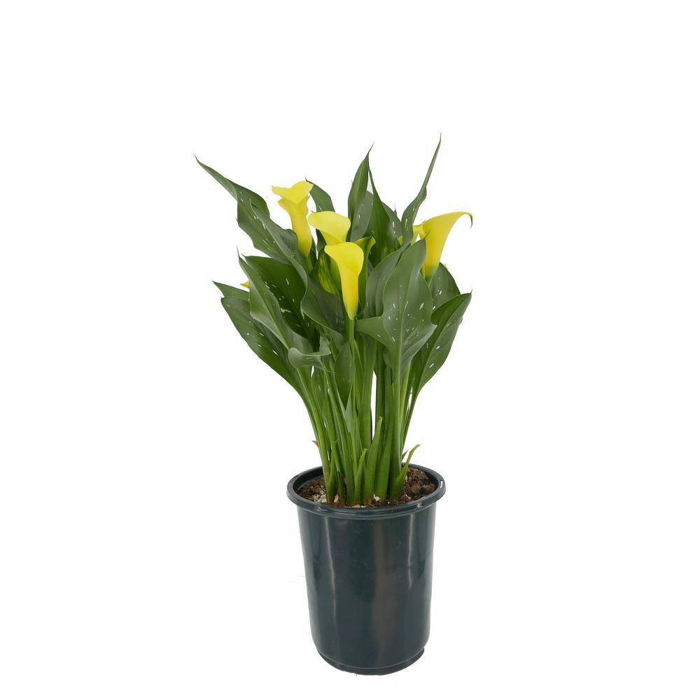 2.5 qt. Perennial Calla Lily Yellow - Hercitys