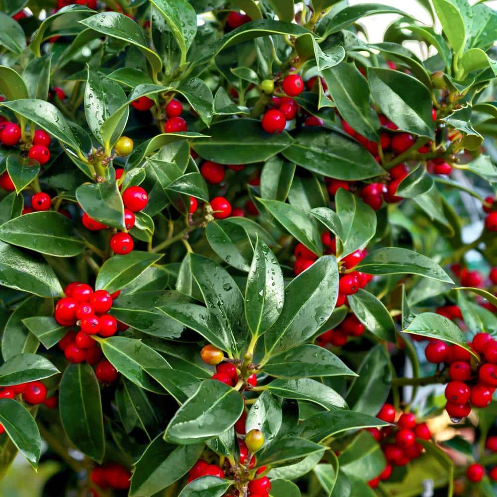 2.25 Gal. Holly Needlepoint Shrub - Hercitys