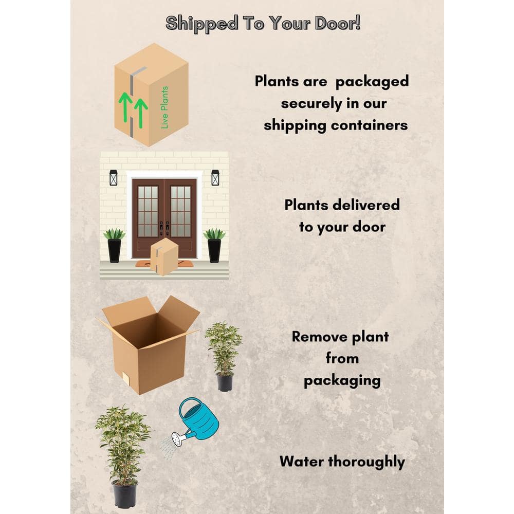 2.25 Gal. Osmanthus Tea Olive Shrub with White Fragrant Flowers - Hercitys