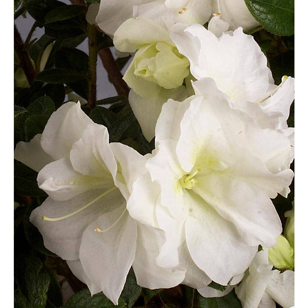 3 Gal. Autumn Moonlight Shrub with Crisp White Semi-double Reblooming Flowers - Hercitys