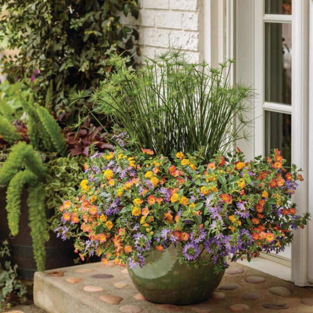 4.5 in. Qt. Graceful Grasses Queen Tut Dwarf Papyrus (Cyperus Prolifer) Live Annual Plant with Green Foliage - Hercitys