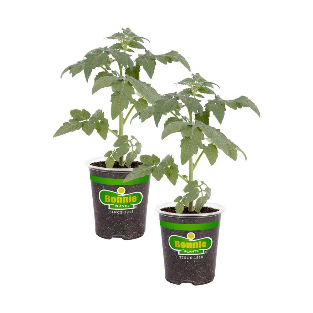 19 oz. Big Boy Tomato Plant (2-Pack) - Hercitys