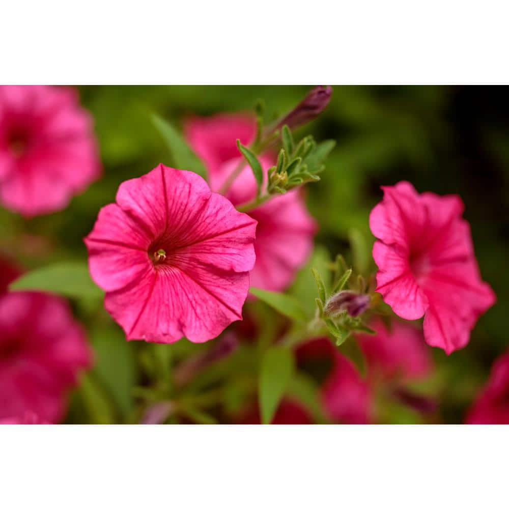 4-Pack, 4.25 in. Eco+Grande Supertunia Vista Paradise (Petunia) Live Plant, Pink Flowers - Hercitys