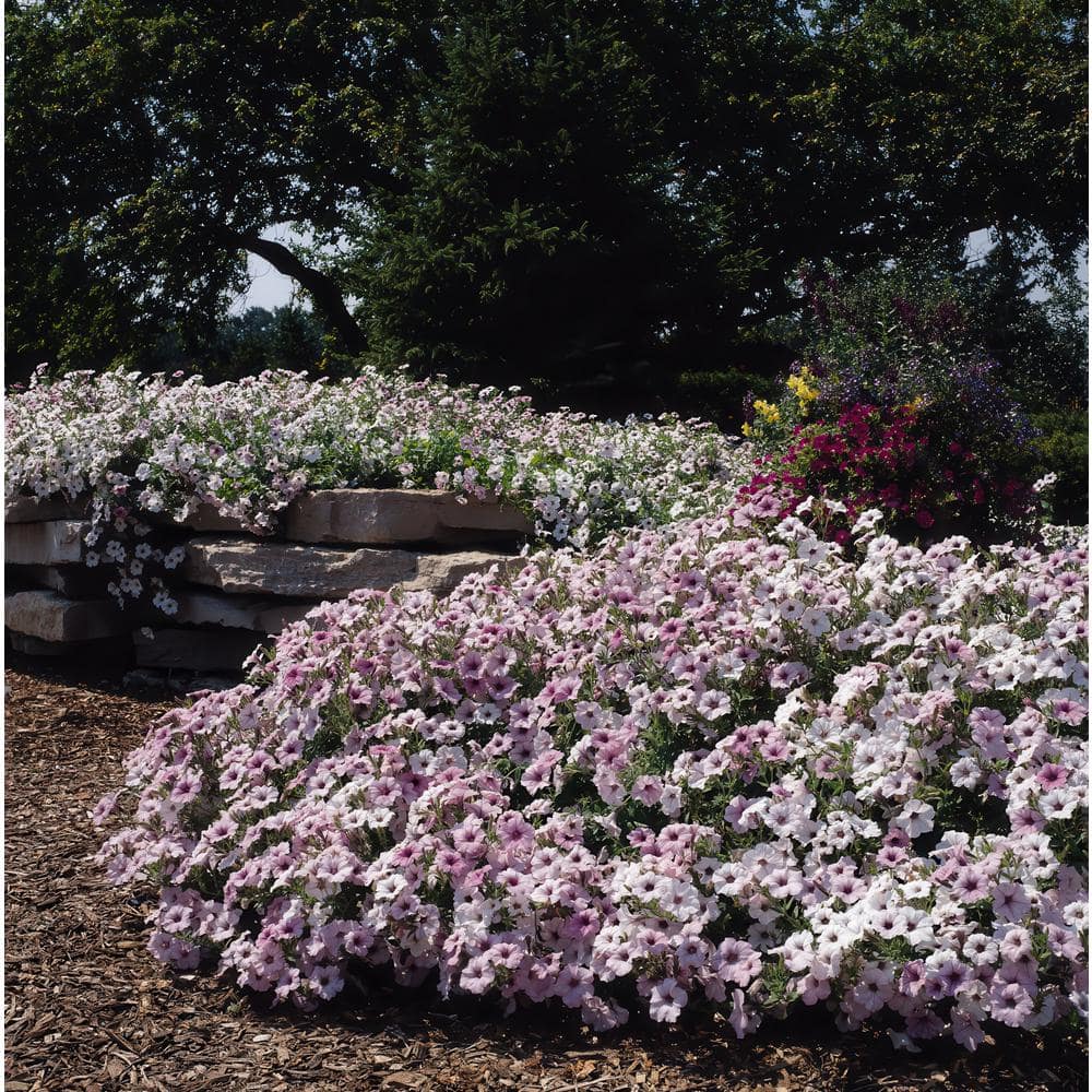 4 in. Silver Tidal Wave Petunia Annual Plant with Silver-White Flowers (3-Pack) - Hercitys