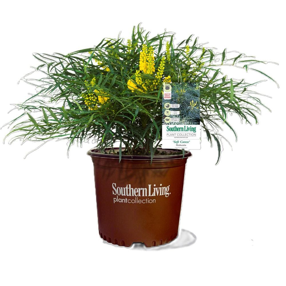 3 Gal. Mahonia Soft Caress - Hercitys
