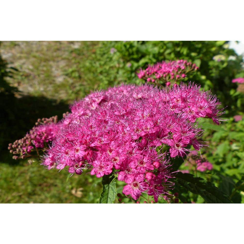 1 Gal. Anthony Waterer Spirea Shrub Huge Pyramidal Clusters of Rosepink Flowers, Dense Spreading Green Foliage - Hercitys