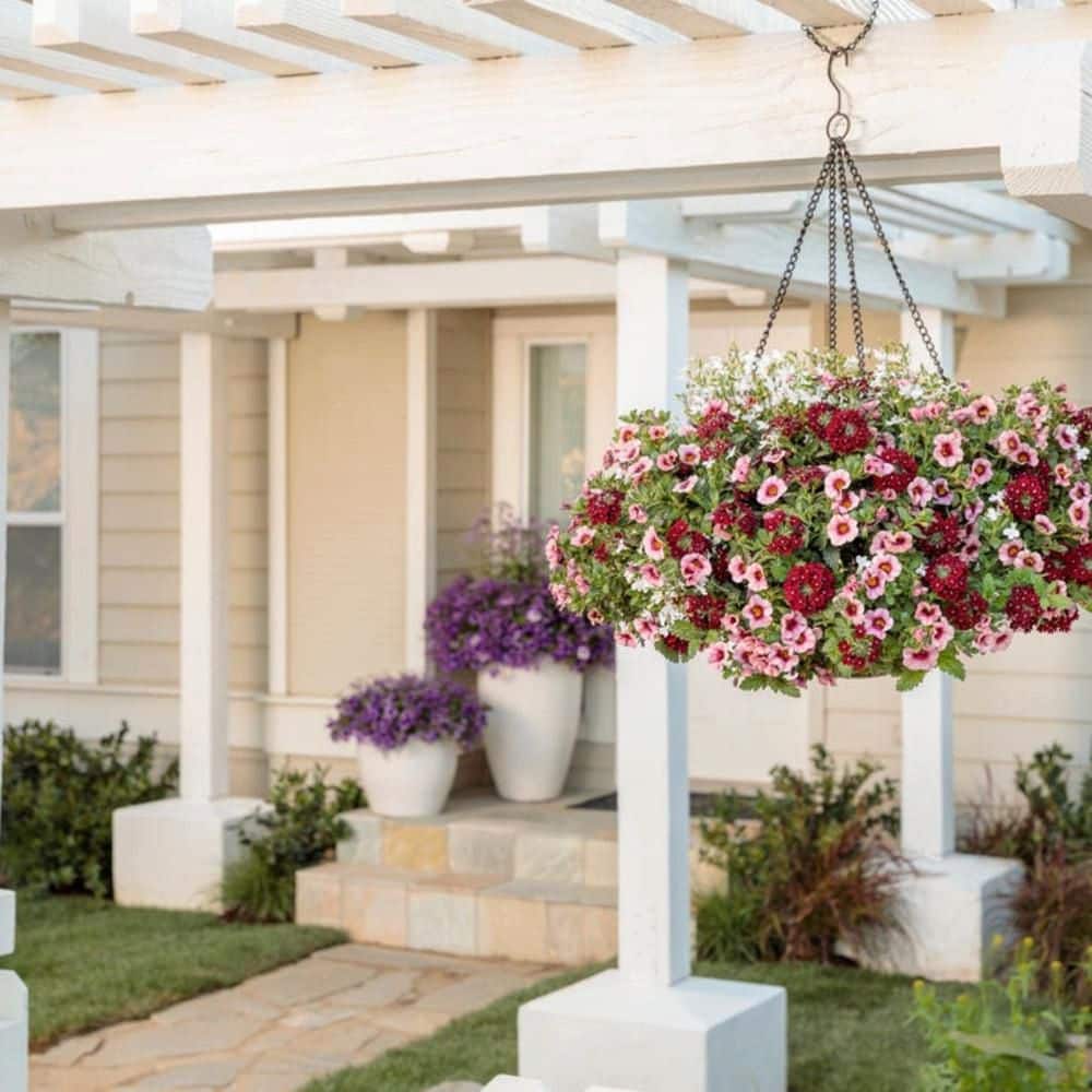 4.25 in. Eco+ Grande Superbells Strawberry Punch Calibarchoa (Calibrachoa hybrid) Annual Plant with Pink Flowers 4-Pack - Hercitys