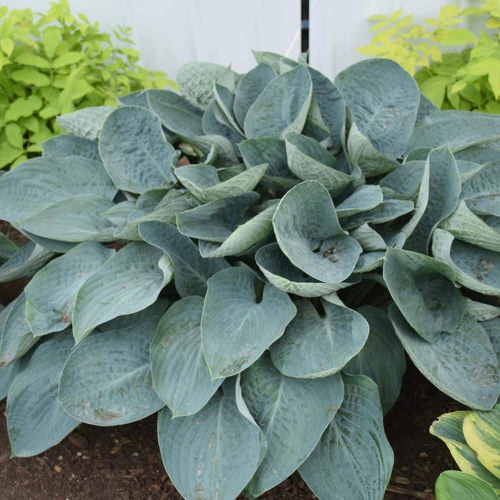 0.65 Gal. Shadowland ‘Above the Clouds’ Hosta (Hosta hybrid) Live Perennial Plant with Blue Foliage - Hercitys