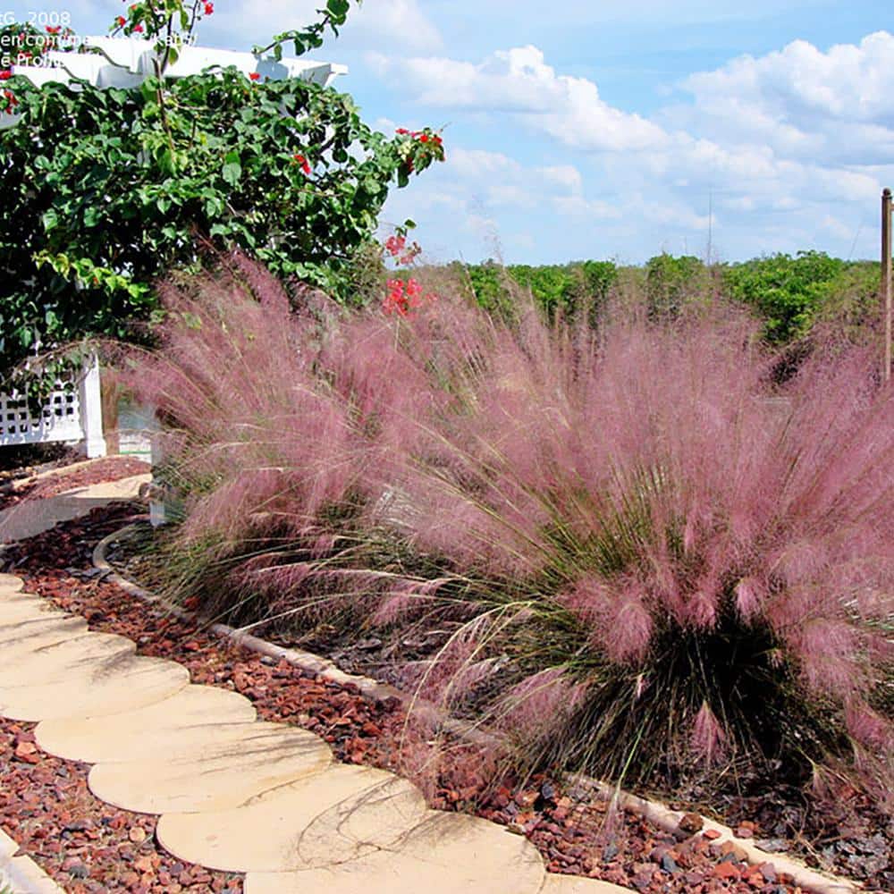 3 Gal. Pink Muhly Grass (2-Pack) - Hercitys