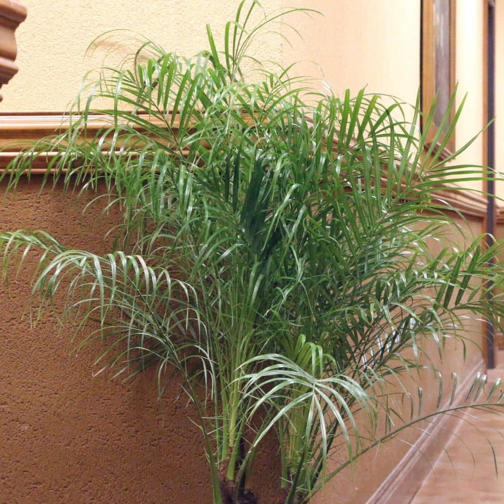 2 Gal. Robellini Palm Tree - Hercitys