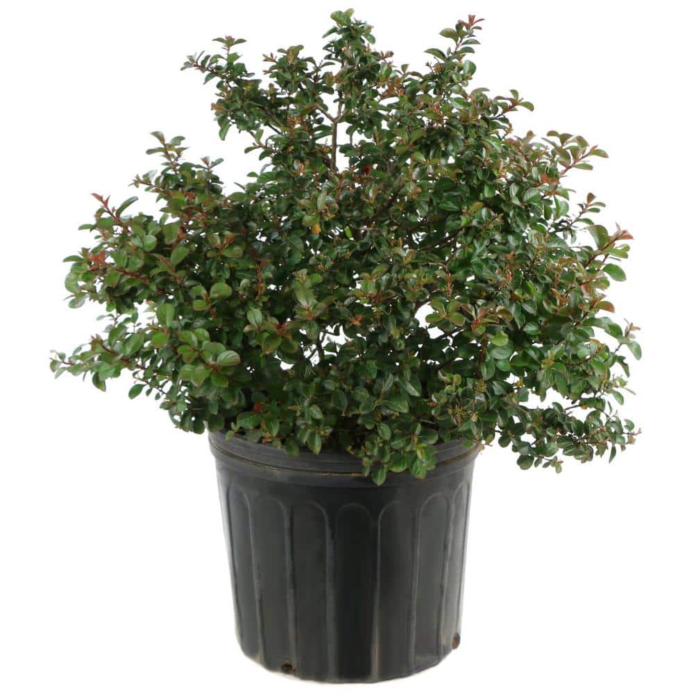 3 gal. Crape Myrtle Miami Shrub with Pink Flowers - Hercitys