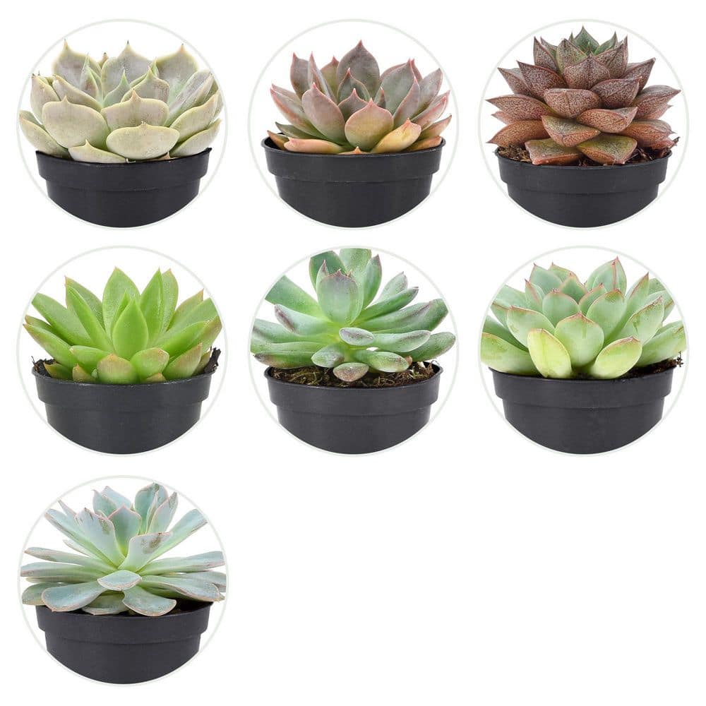 2 in. Mini Succulents in Black Grower Pot (28-Pack) - Hercitys
