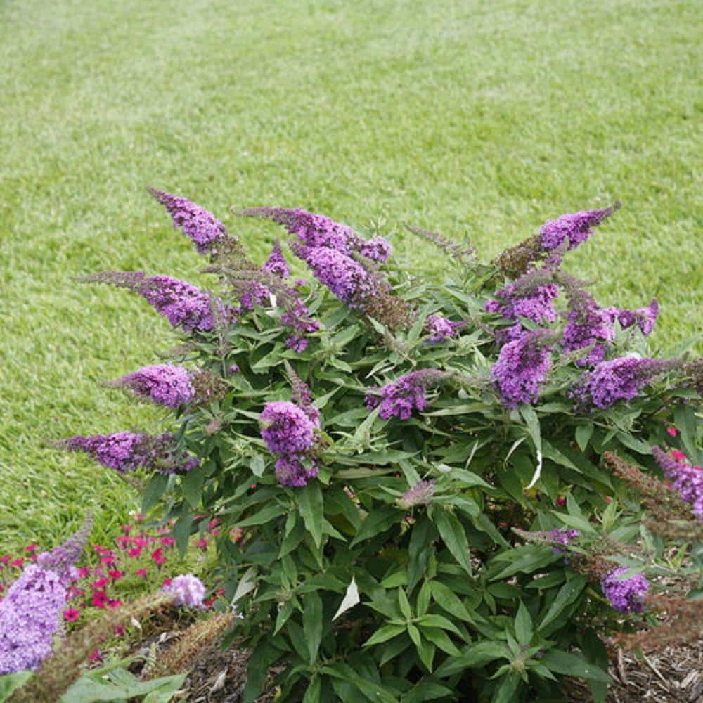 2 Gal. Pugster Periwinkle Butterfly Bush (Buddleia) Live Shrub with Purple Flowers - Hercitys