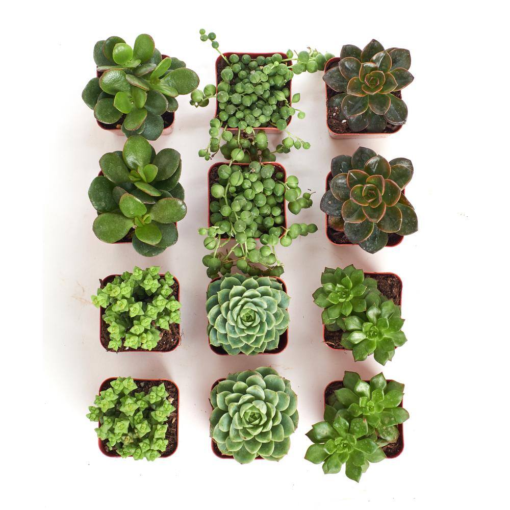 2 in. Green Succulent (Collection of 12) - Hercitys