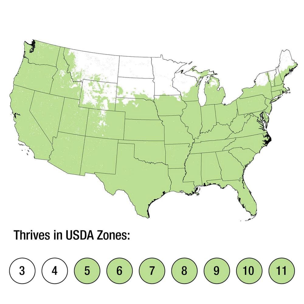 2.5 Qt. Super Blue Lily Turf (Liriope) Grass with Violet Purple Flower Spikes in Summer - Hercitys