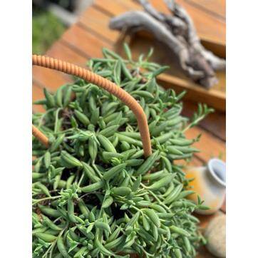 5 in. Senecio Radicans – String of Bananas with White Flowers, Succulent Plants in Grower Hanging Pot - Hercitys