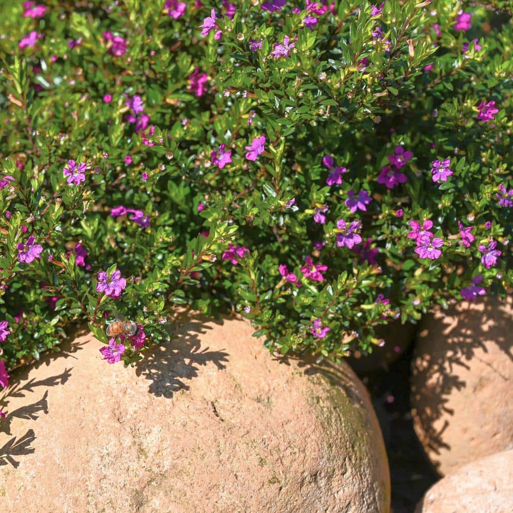 2.5 in. Cuphea Enchantia Purple Perennial Plant with Purple Flowers (3-Pack) - Hercitys