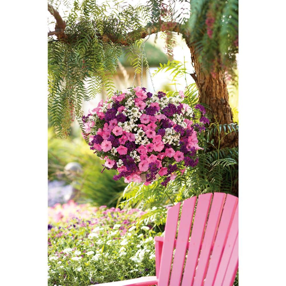 4-Pack, 4.25 in. Eco+Grande Supertunia Vista Bubblegum (Petunia) Live Plant, Pink Flowers - Hercitys