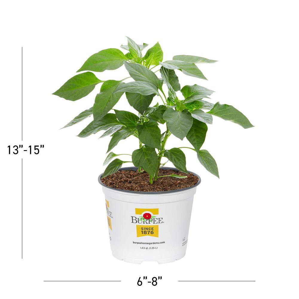 2 qt. Pepper Red Standard Green Edible Plant (3-Pack) - Hercitys