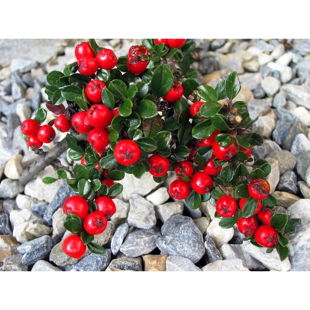 1 Gal. Cranberry Cotoneaster Shrub this True Multi-Purpose Shrub Displays a Different Color for Every Season - Hercitys