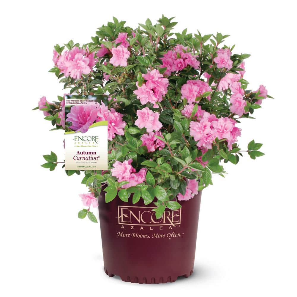 3 Gal. Autumn Carnation Reblooming Azalea Shrub with Pink Flowers - Hercitys