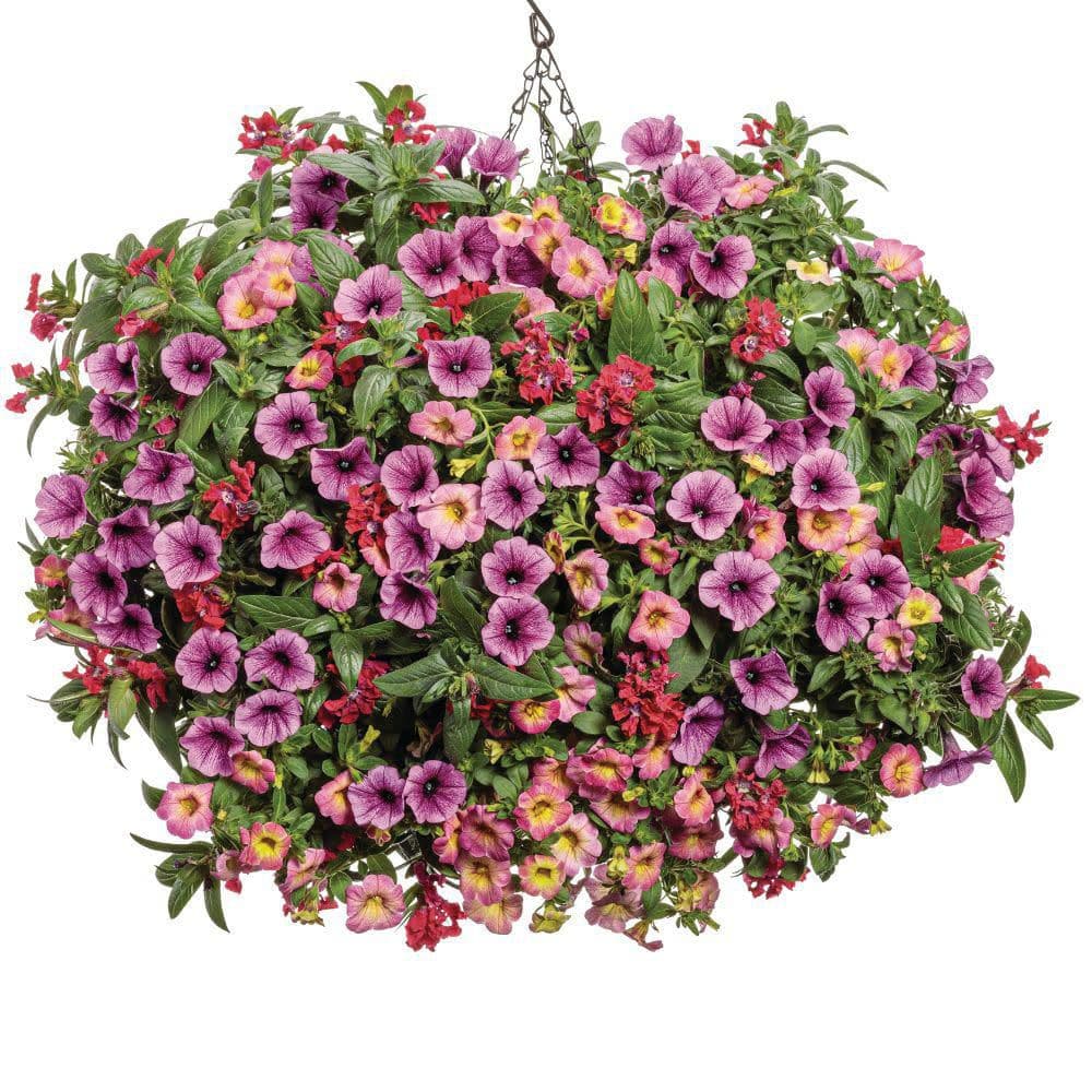 4.25 in. Eco+ Grande Supertunia Mini Vista Plum Veined (Petunia Hybrid) Live Annual Plant with Pink Flowers 4-Pack - Hercitys
