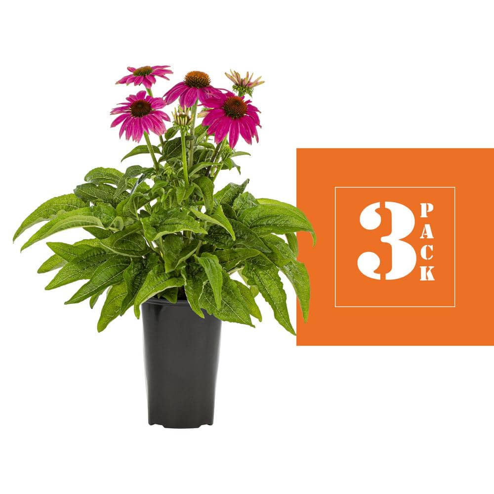 2 Qt. Pow Wow Wilderberry Pink Cone Flower Echinacea Perennial Plant (3-Pack) - Hercitys