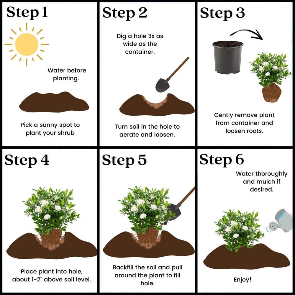 2.5 Qt. August Beauty Gardenia Shrub with Double White Flowers and Green Foliage - Hercitys