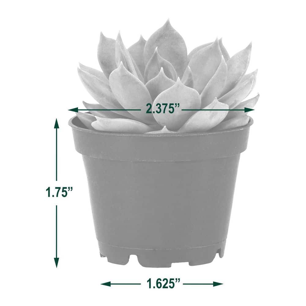 2 in. Mini Succulents in Black Grower Pot (28-Pack) - Hercitys