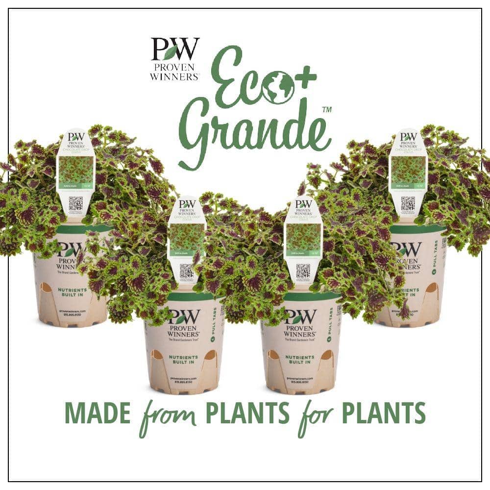 4.25 in. Eco+Grande Proven Selections Chocolate Drop Coleus (Solenostemon) Live Plant, Green and Crimson Foliage 4-Pack - Hercitys