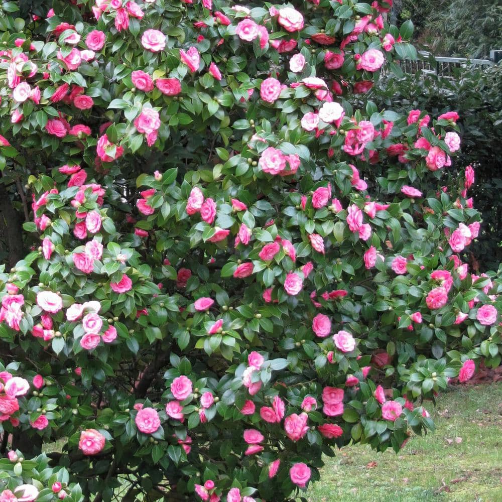 3 gal. Camellia Leslie Ann Shrub with White and Pink Flowers - Hercitys