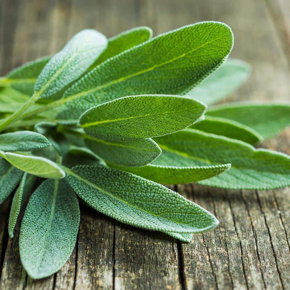 19 oz. Garden Sage Herb Plant (2-Pack) - Hercitys