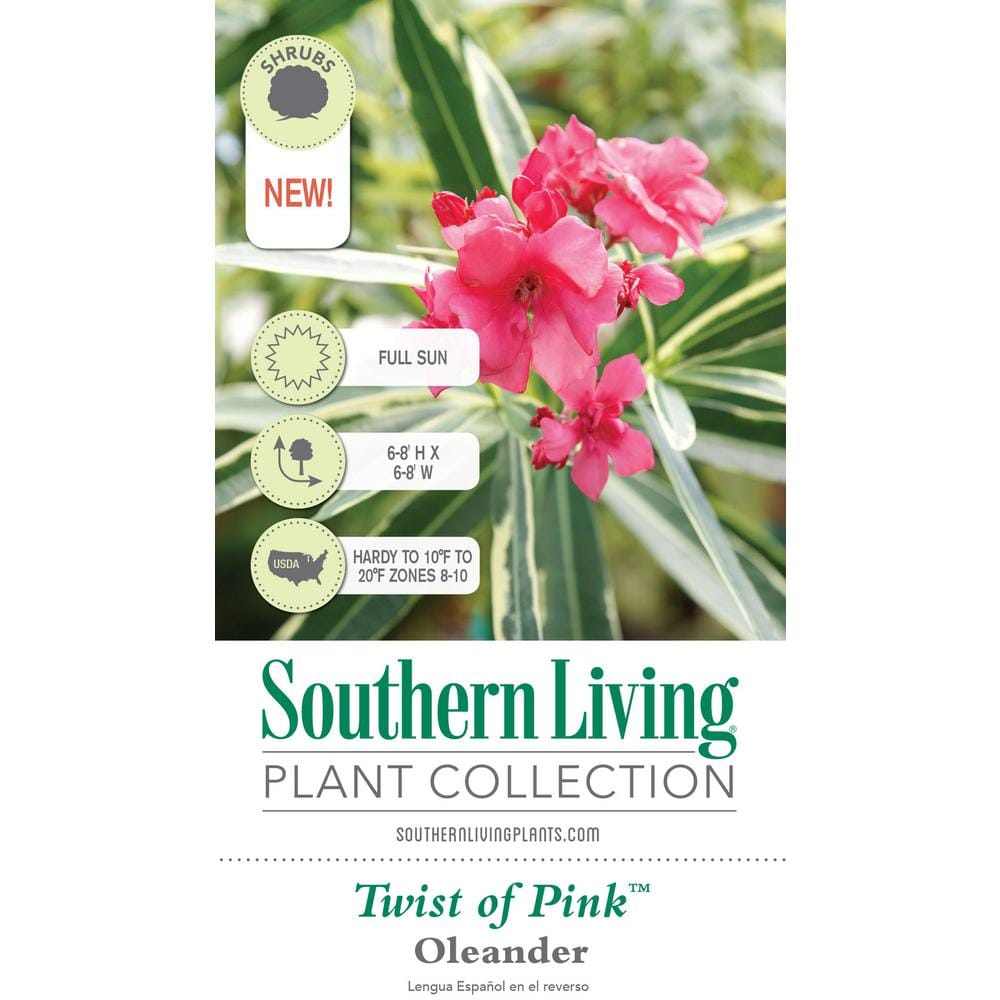 2 Gal. Twist of Pink Oleander, Evergreen Shrub, Green and White Variegated Foliage, Pink Blooms - Hercitys