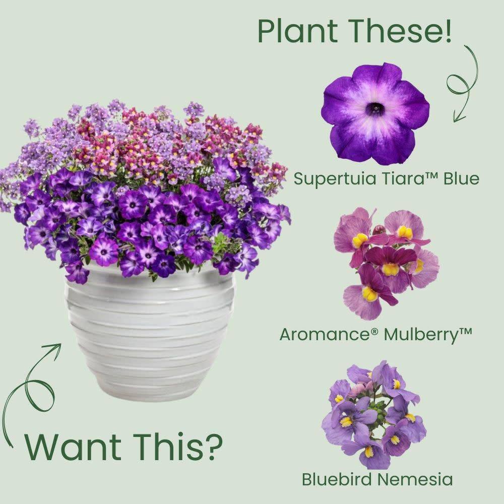 4.25 in. Eco+ Grande Supertunia Blue Tiara (Petunia Hybrid) Live Annual Plant with Purple Flowers 4-Pack - Hercitys