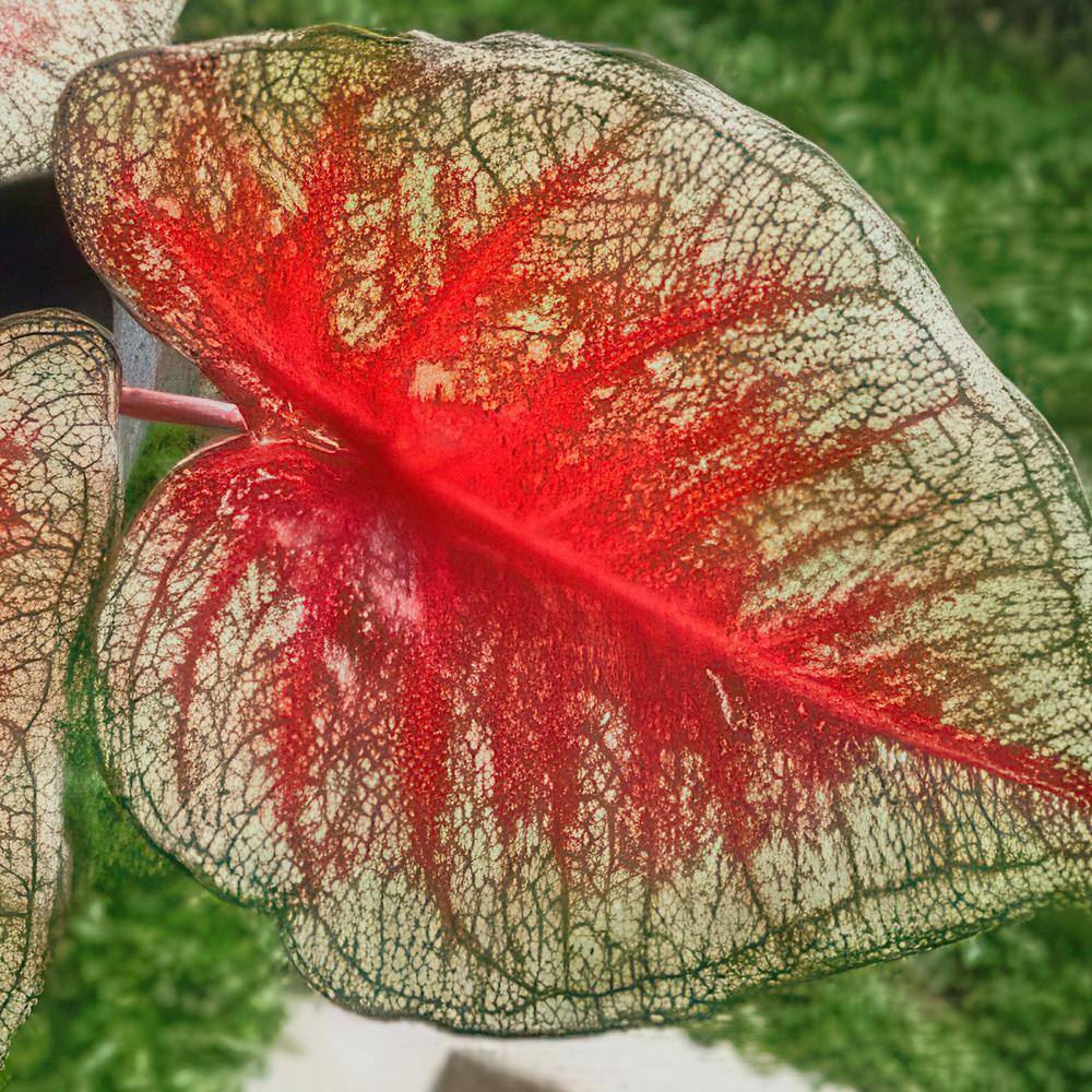 4 in. Caladium Southern Charm Perennial Plant (3-Pack) - Hercitys