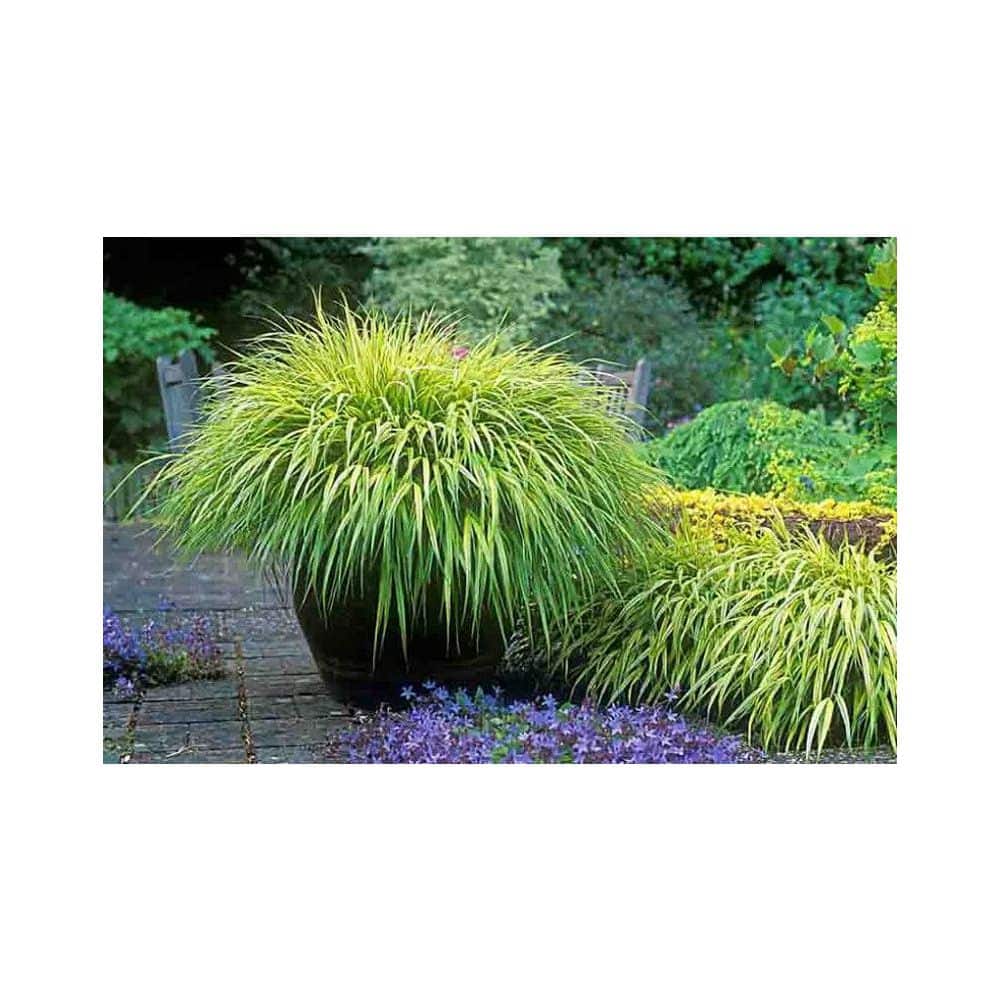 2.5 qt. Perennial Grass Hakonechloa m. Aureola (4-Pack) - Hercitys