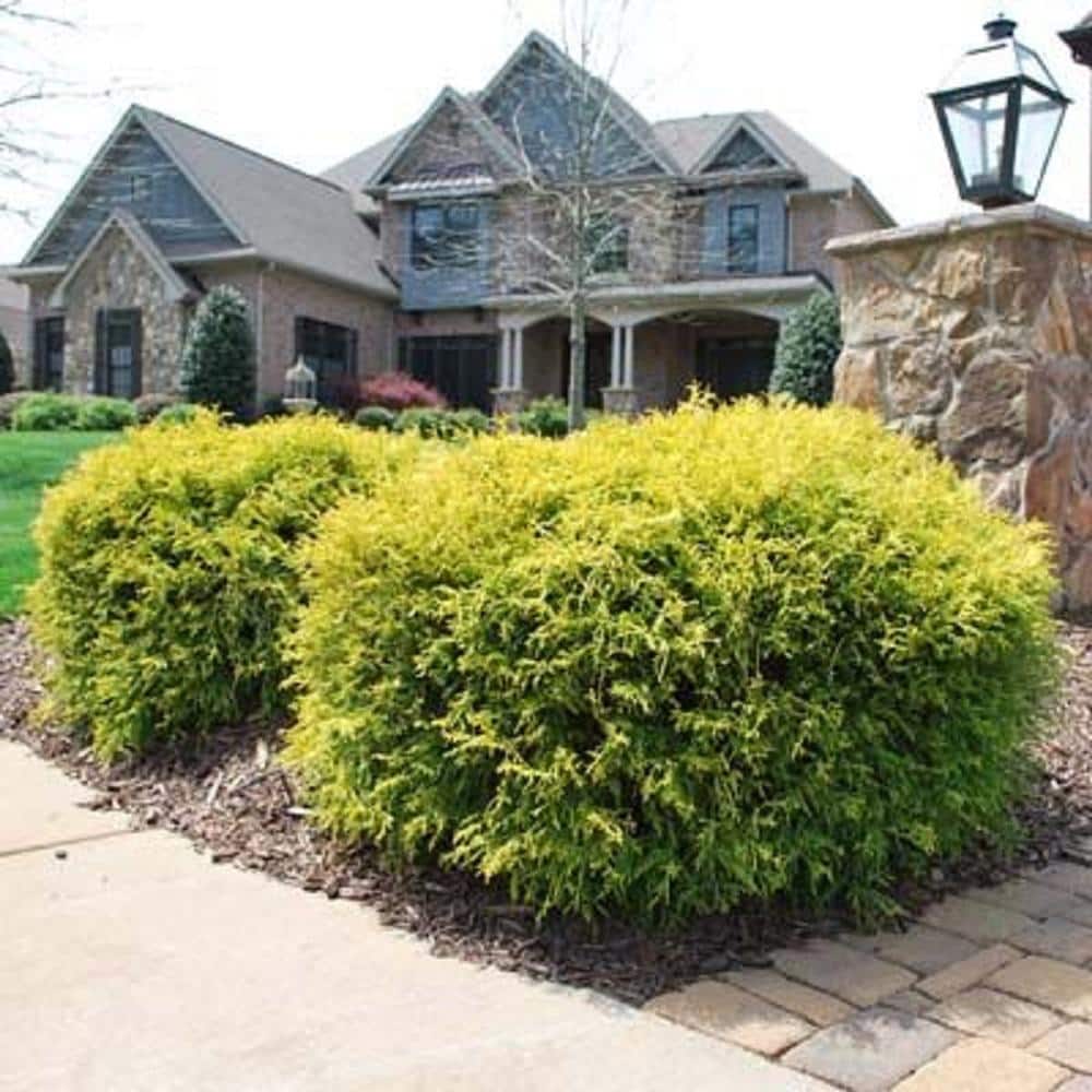 1 Gal. Chamaecyparis Gold Mop Live Evergreen Shrub - Hercitys