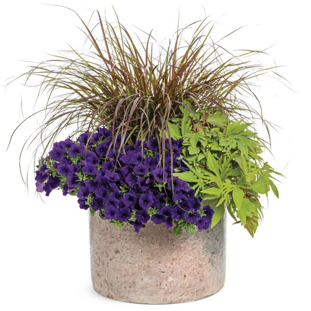 4.25 in. Eco+ Grande Supertunia Mini Vista Ultramarine (Petunia Hybrid) Live Annual Plant with Blue Flowers 4-Pack - Hercitys