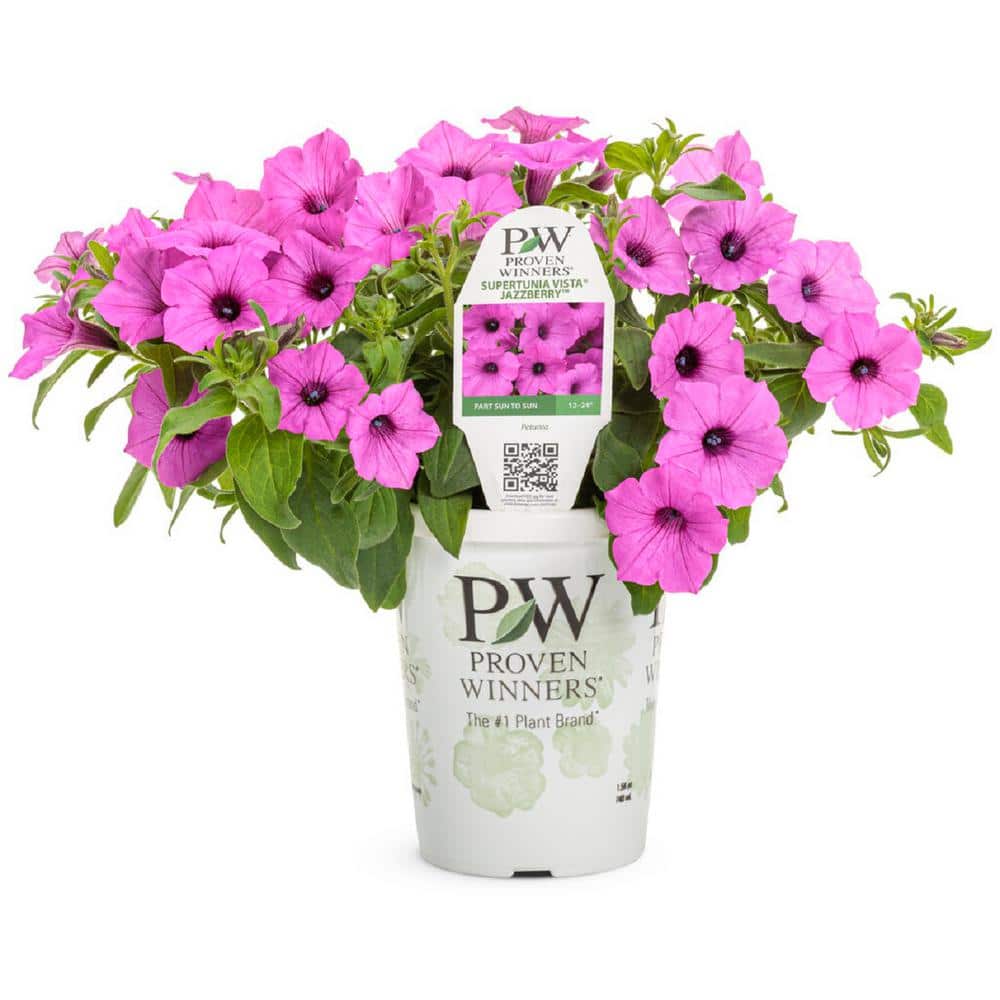 4.25 in. Grande Supertunia Vista Jazzberry (Petunia) Annual Live Plant with Bright Purple Flowers (4-Pack) - Hercitys