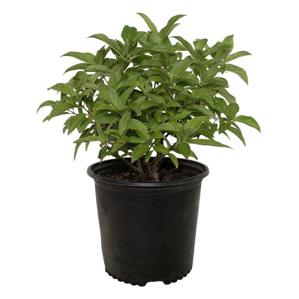 3 gal. Hydrangea Sweet Starlight Shrub with White and Pink Flowers - Hercitys