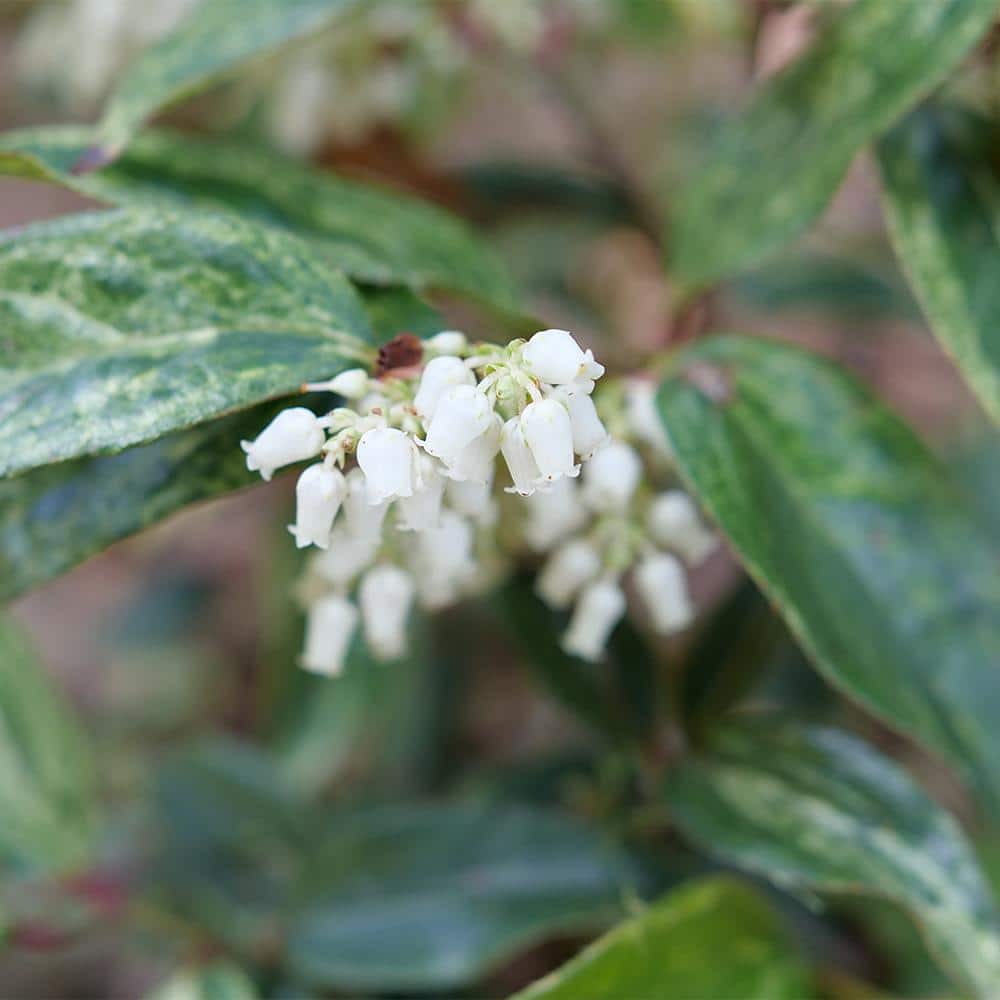 2 Gal. Paisley Pup Doghobble Shrub - Hercitys