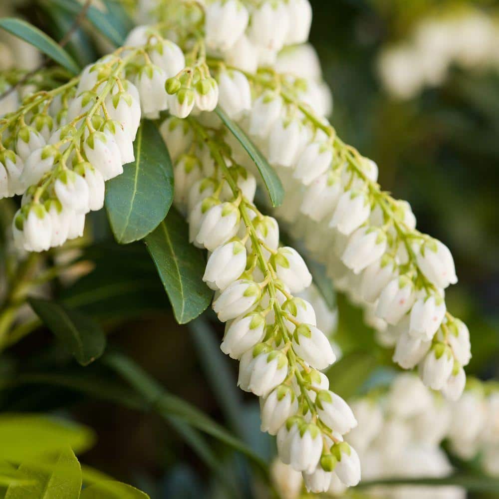 2 Gal. Mountain Snow Pieris, Evergreen Shrub, Clusters of Small Bell-shaped White Blooms - Hercitys